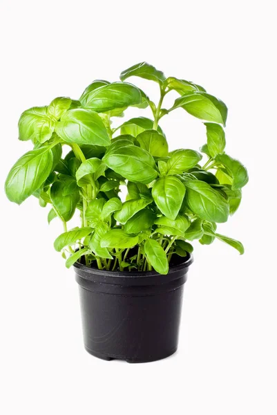 Basil Growing Black Pot Isolated — Stock Photo, Image