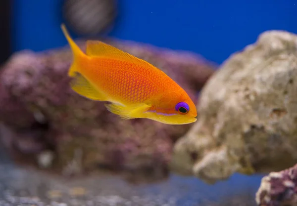 Tropisches Tier Einem Meerwasseraquarium Unter Wasser Blitzlicht Kann Die Tiere — Stockfoto