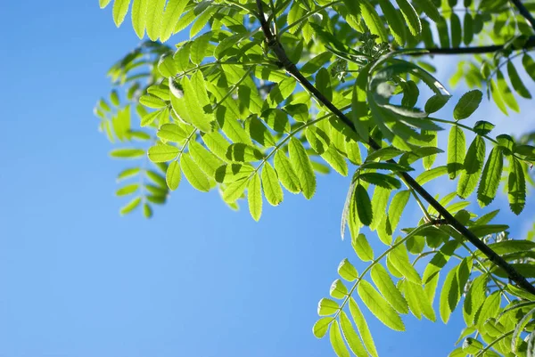 Green Sheet Rowanberry Sunshine — Stock Photo, Image