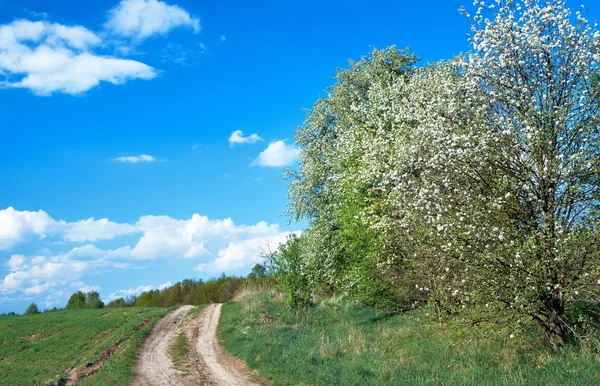Cestu Kvetoucí Jarní Les Polsku — Stock fotografie