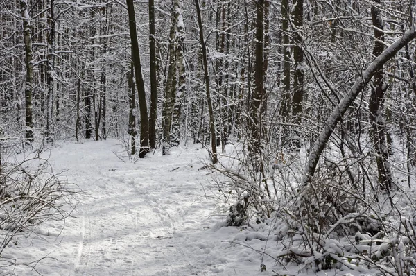 Zimowy Spacer Lesie — Zdjęcie stockowe
