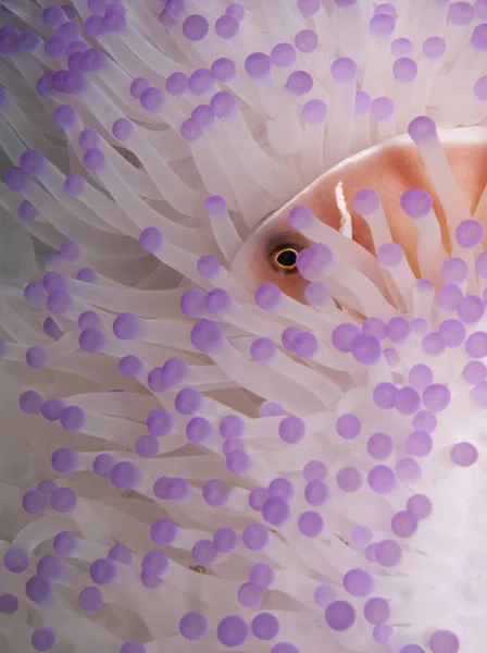 Рожева Анемона Риба Ховається Білому Анемоні — стокове фото