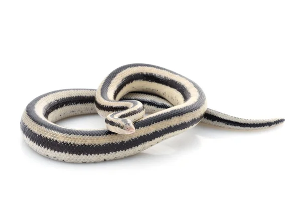 圣伊格纳西奥玫瑰色蟒蛇 — 图库照片