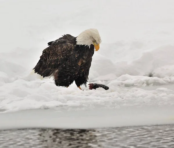 Bald Eagle Eats Salmon Snow — Stock Photo, Image