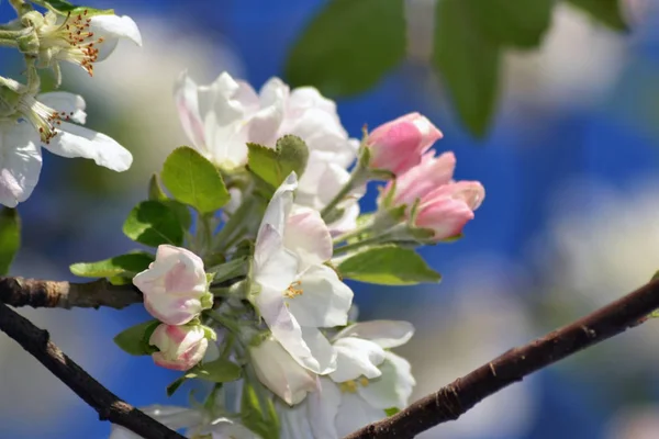 Свежий Радостный Весенний Яркий Весенний Яблочный Сезон Великолепен — стоковое фото