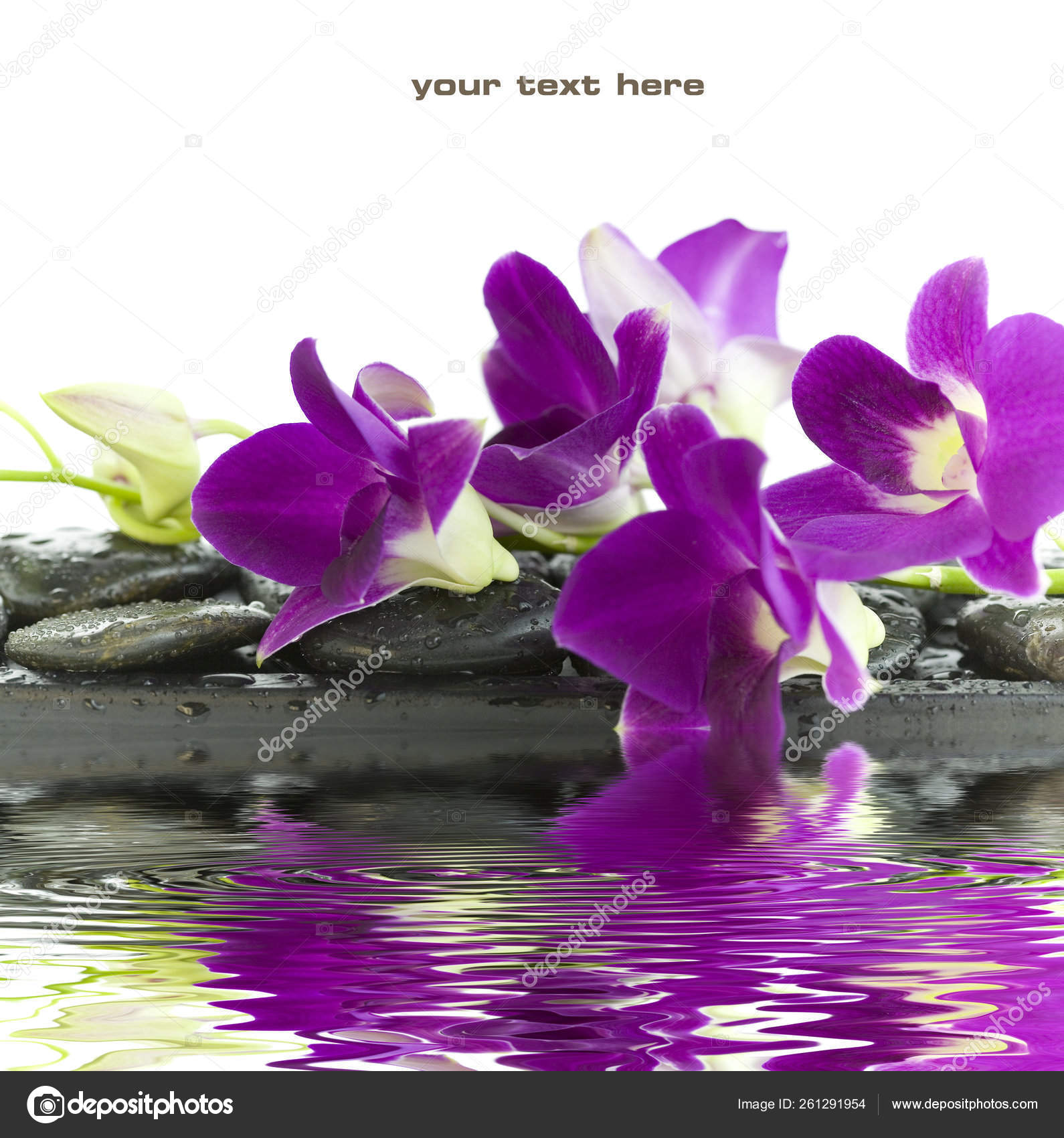 Close Beautiful Purple Orchids Massage Stones White Background Soft