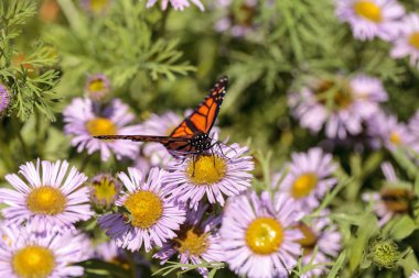 Monarch butterfly, Danaus plexippus, in a butterfly garden on a flower in spring in Southern California, USA clipart