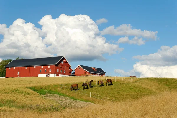 Vijf Paarden Grazen Een Klap Door Een Boerderij Met Een — Stockfoto