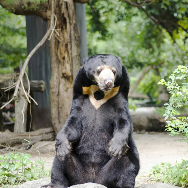 Malayan Sun Bear Bangkok Thailand Zoo — Stock Photo, Image