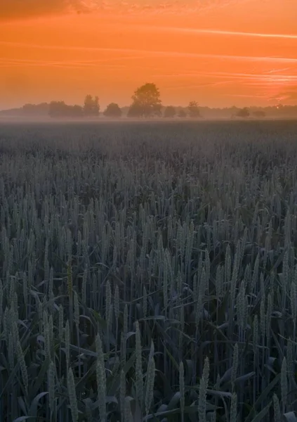 Широкие Поля Посаженной Пшеницы — стоковое фото