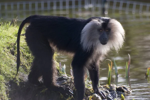 Lion Tailed Macaque Wanderoo Macaca Silenus Standing Water — Stock Photo, Image