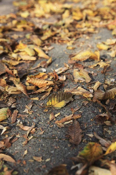 歩行者道に横たわる落ち葉 — ストック写真