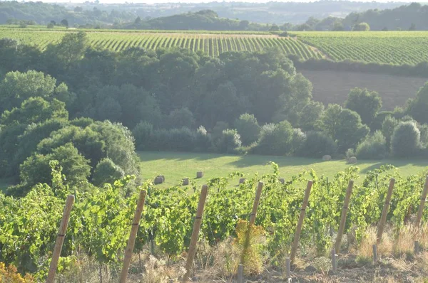 Viñedo Francia Coteaux Layon — Foto de Stock