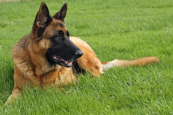 Duitse Herder Sneeuw Gras Achtergrond — Stockfoto