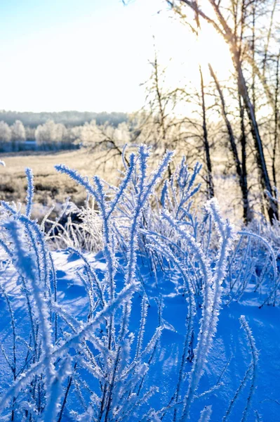 Jasny Zimowy Krajobraz Drzewami Lesie Wschodzie Słońca — Zdjęcie stockowe