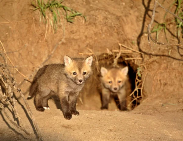 Zorro Rojo Vulpes Vulpes Más Comúnmente Rojo Oxidado Con Parte —  Fotos de Stock