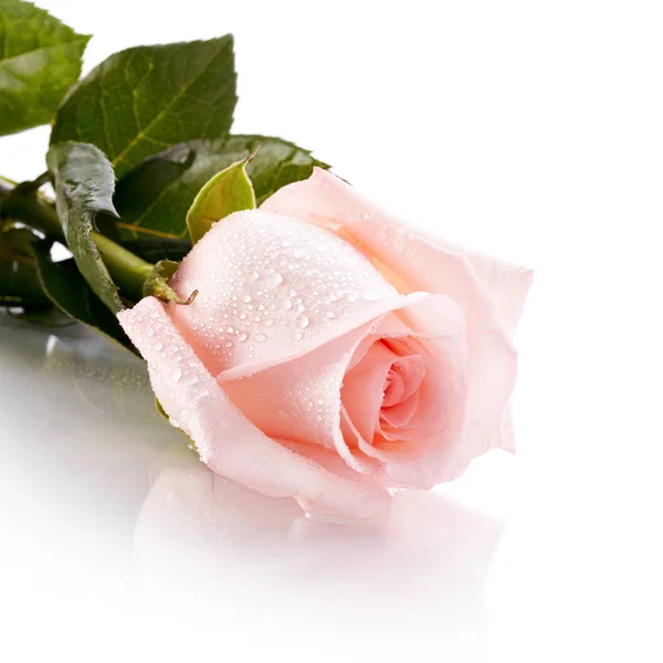 Hermosa Rosa Rosa Rosa Rosa Rosa Sobre Fondo Blanco Flor — Foto de Stock