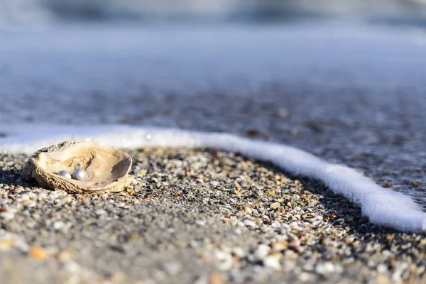 Perles Australiennes Sur Une Vieille Coquille Sur Plage Baignée Par — Photo