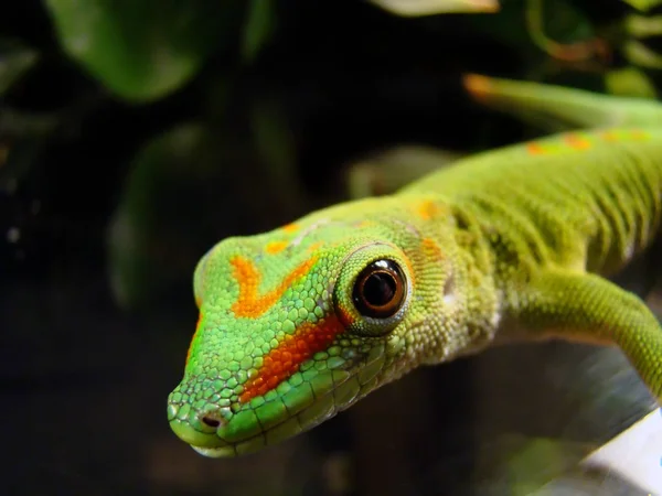 Gecko Dia Gigante Madagascar — Fotografia de Stock