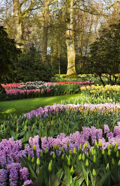 Парк Різнокольоровими Тюльпанами Нарцисами Гіацинтами Навесні — стокове фото