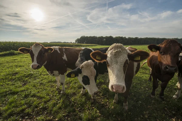 Цікаві Голландські Корови Пасовищі Біля Winterswijk Нідерландах — стокове фото