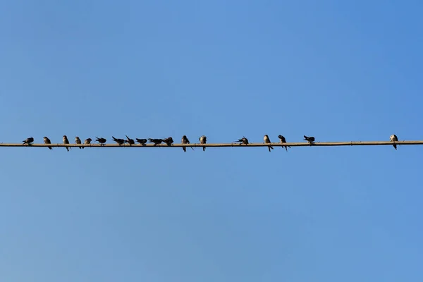 在天空背景的电线上的燕子 — 图库照片