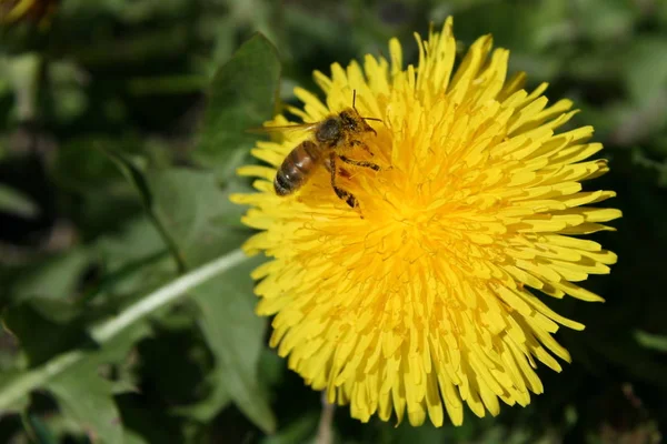 Una Abeja Diente León Primavera Lituania — Foto de Stock