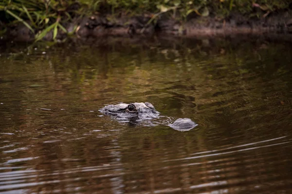 Stor Hotfull Amerikansk Alligator Alligator Mississippiensis Våtmarker Och Kärr Myakka — Stockfoto