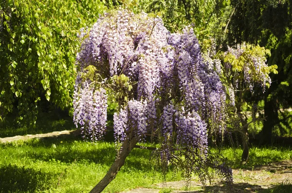 Tavaszi Wistaria Virág Természetben — Stock Fotó