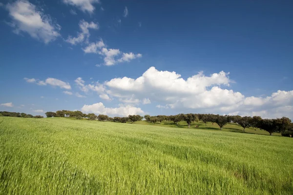 Красивый Весенний Пейзаж Голубым Небом Травой — стоковое фото