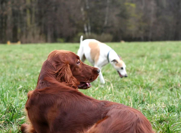 Dwa Psy Grających Boisku — Zdjęcie stockowe