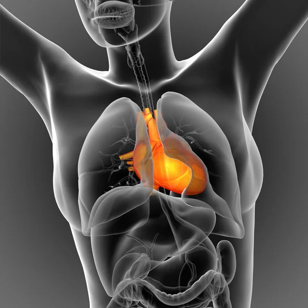 Візуалізація Медичної Ілюстрації Людського Серця Вид Спереду — стокове фото