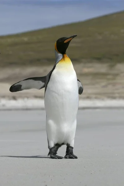 Pingwin Król Aptenodytes Patagonicus Stojący Plaży Saunders Island Falklandy — Zdjęcie stockowe