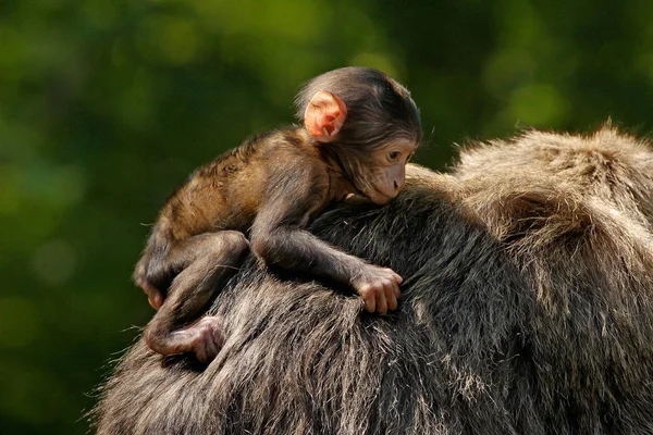 Een Jonge Barbary Macaque Monkey Rijdt Een Volwassenen Terug Monkey — Stockfoto