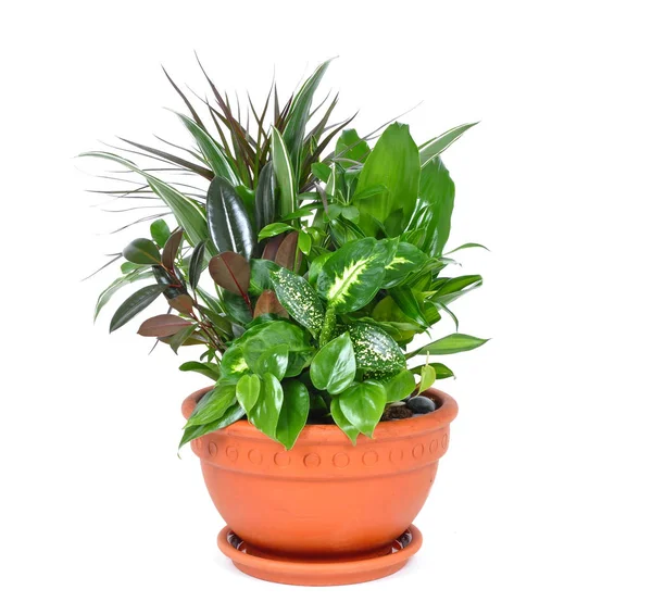 Houseplant Beyaz Zemin Üzerine — Stok fotoğraf