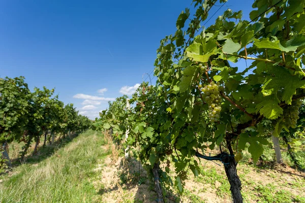 Viñedos Bajo Palava República Checa Región Vinícola Moravia Meridional — Foto de Stock