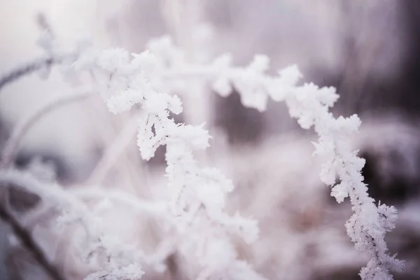 Schöner Winter Auf Natürlichem Hintergrund — Stockfoto