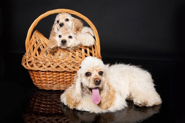 Liten Cocker Spaniels Ett Svrt Plast Golv — Stockfoto