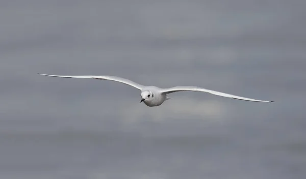 stock image Bonaparte's Gull (Chroicocephalus philadelphia ) soaring over a Lake Huron Beach in autumn - Grand Bend, Ontario, Canada