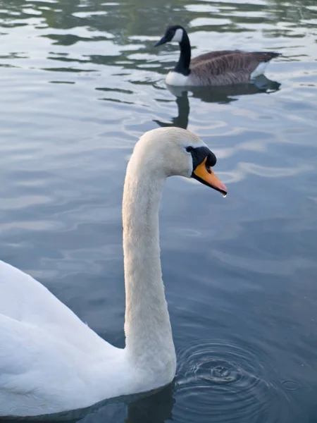 Gyönyörű Hattyú Úszó Úszás Pond — Stock Fotó