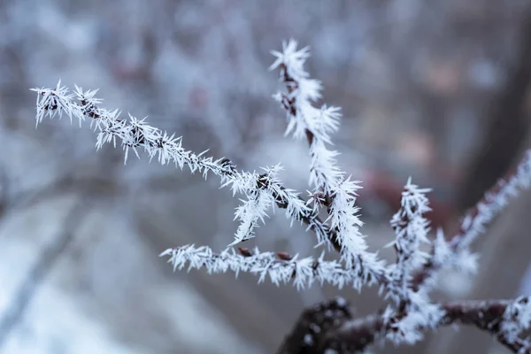Frostige Winterliche Pflanzendetails Nahaufnahme Bedeckt Mit Kaltem Weißen Schnee — Stockfoto