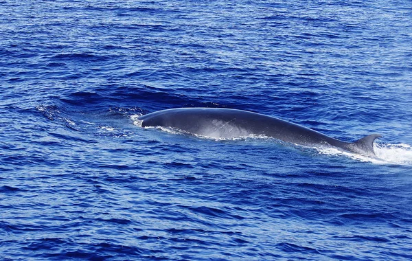 A diving Fin Whale ( Balaenoptera physalus) the second largest Animal on the planet after the Blue whale