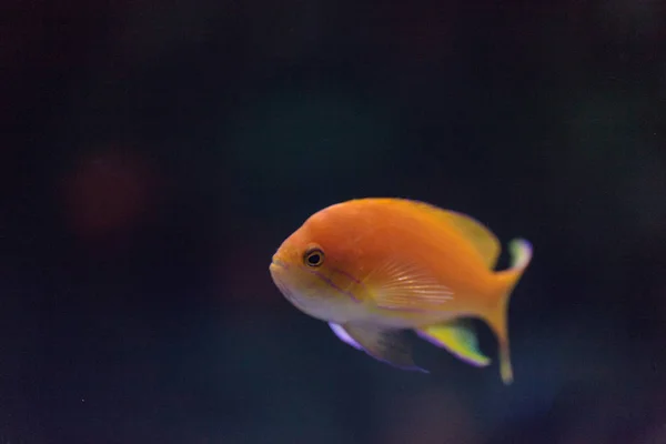 Pseudanthias Squamipinnis Nada Sobre Arrecife Coral Océano — Foto de Stock