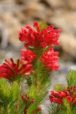 Closeup of the red tubular flowers of the Adenanthos Albany Woollybush clipart