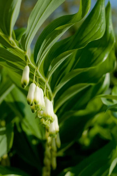 Plant White Bells Spring — Stock Photo, Image