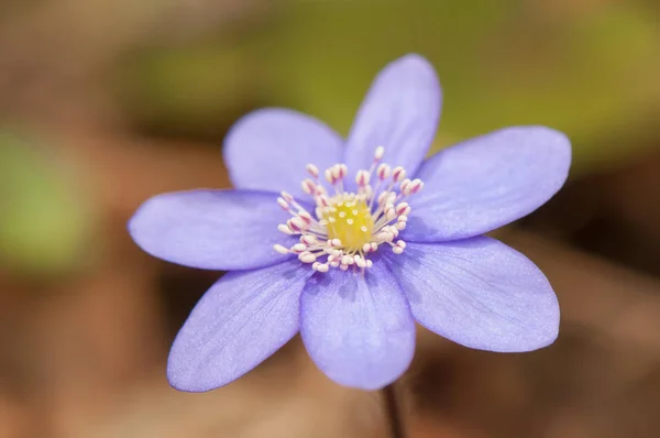 Schöne Blume Nahaufnahme — Stockfoto