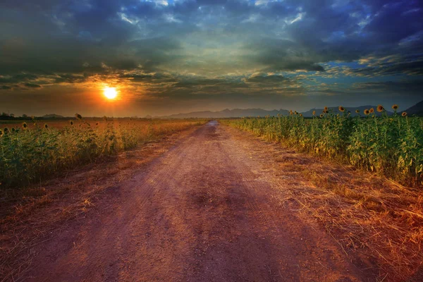 乡村道路景观透视向日葵农场以美丽的阳光集照时间作为自然背景 — 图库照片