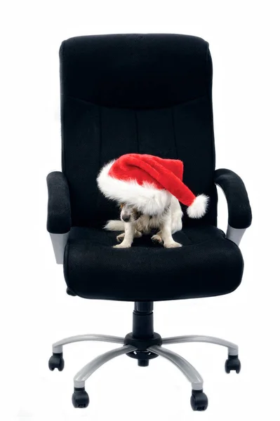 Jack Russell Terrier Portrait Chien Chapeau Noël Rouge Dans Chaise — Photo