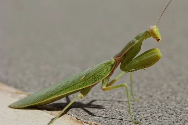 Enorme Verde Preghiera Mantide Sul Pavimento Mantodea Mantises Mantes — Foto Stock