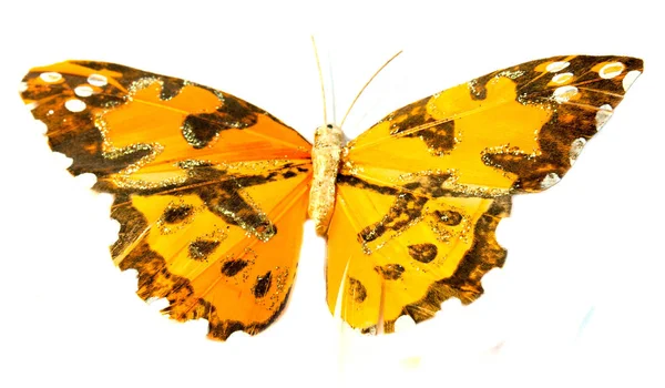 Прекрасні Метелики Метелик Ізольоване Зображення Політ Метелик — стокове фото